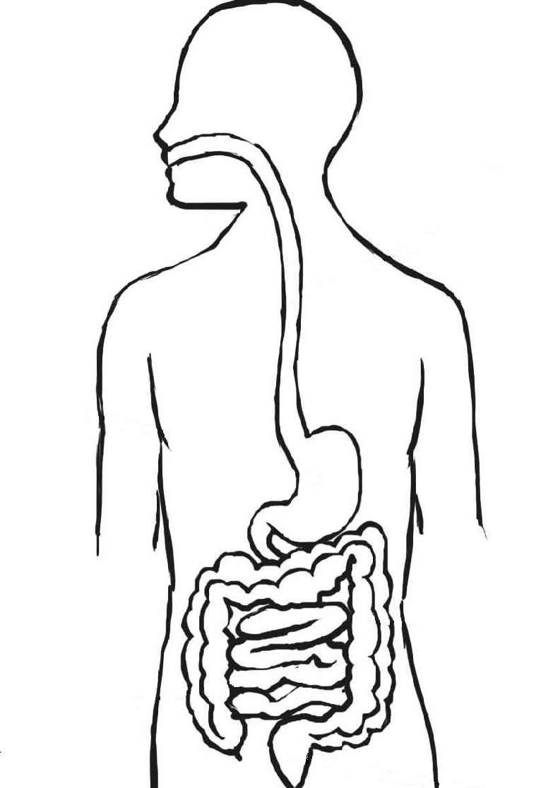 Dibujo De Sistema Digestivo Para Colorear Dibujos Net Aparato My Xxx